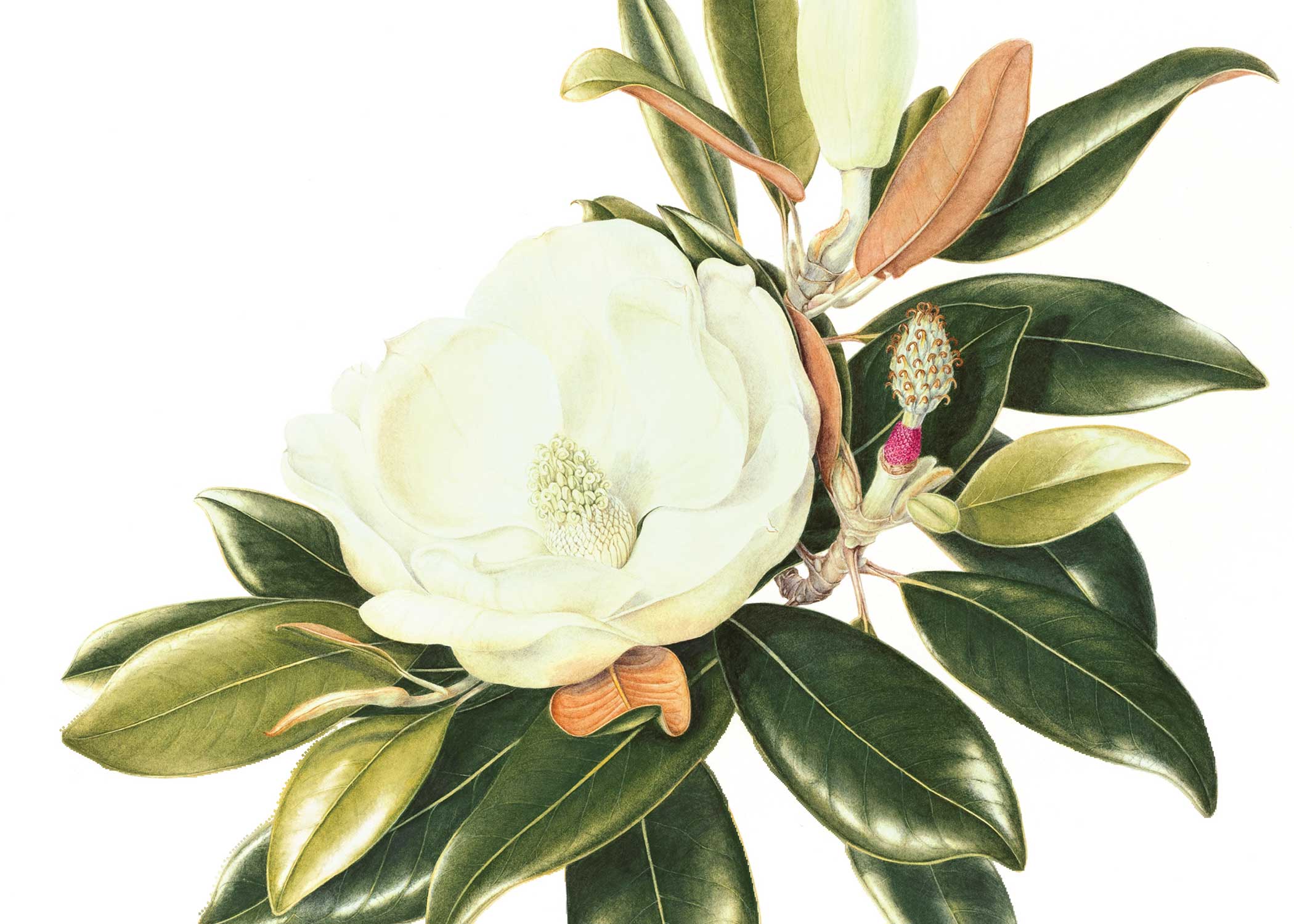 "Southern Magnolia" by Beverly Allen