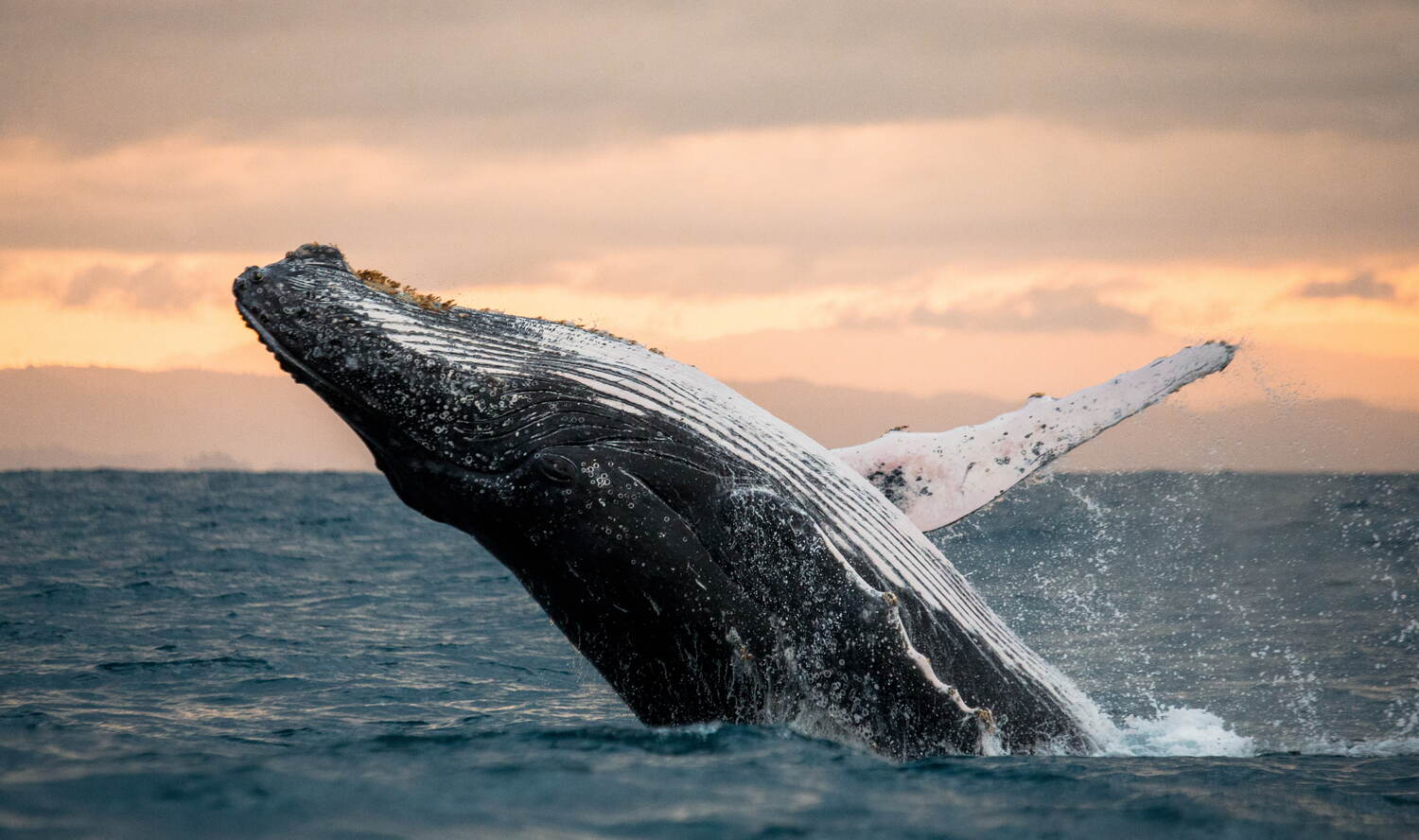 whale breaching the ocean waves