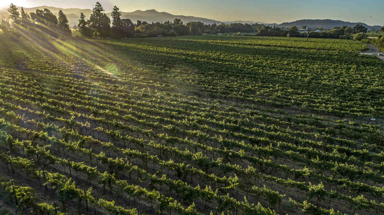 landscape photo of sunny vineyard