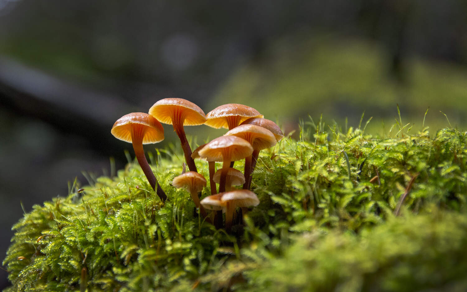 wild mushrooms on mossy bank