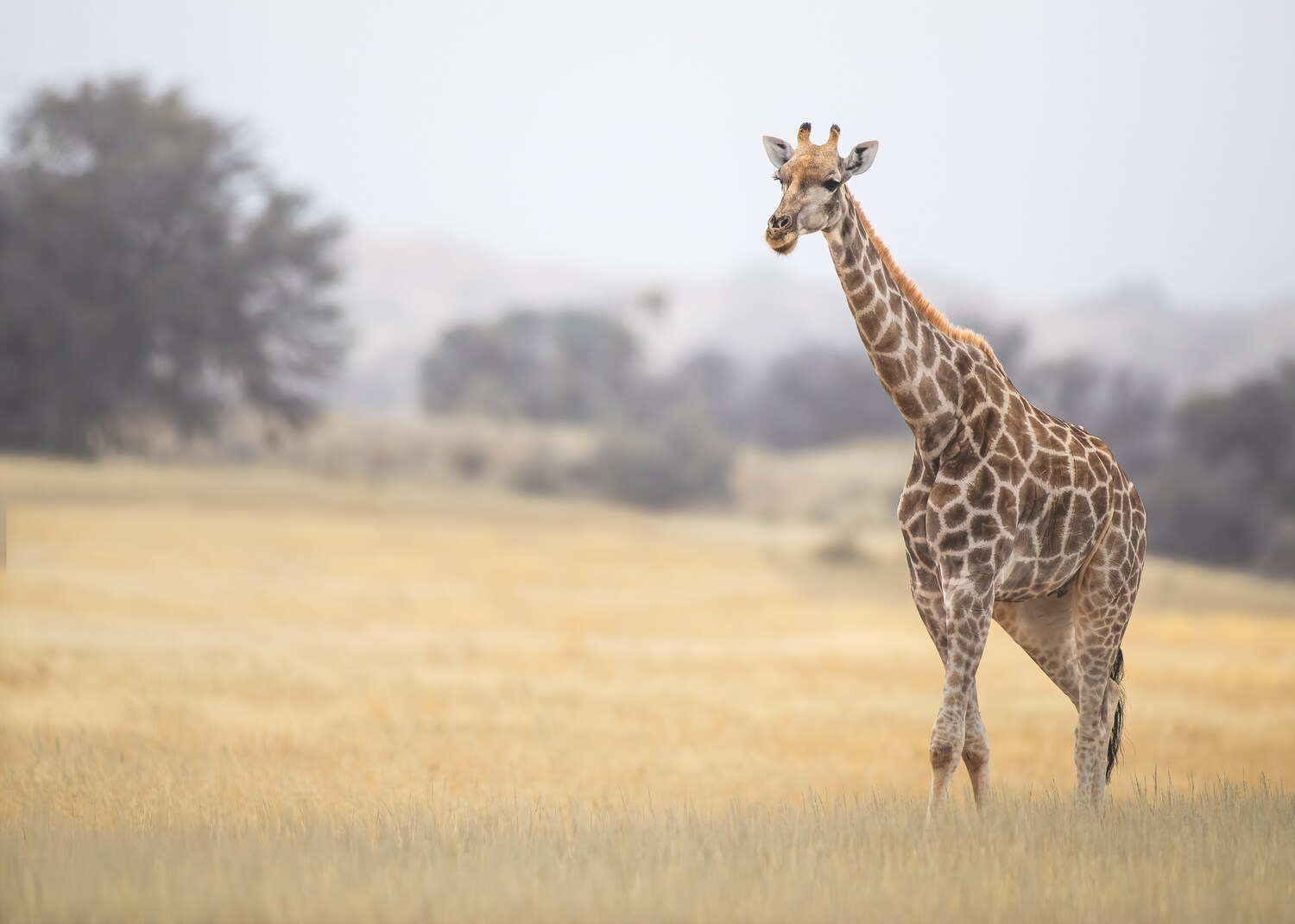 giraffe in african grassland