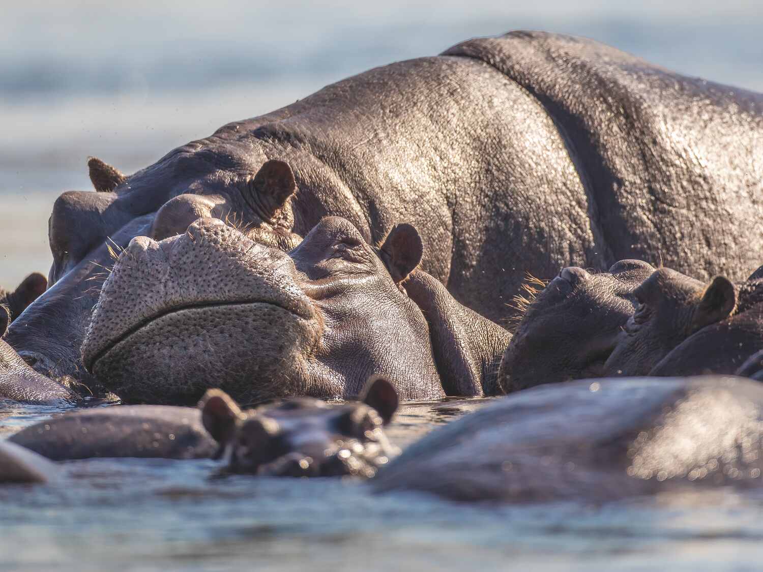 close up of hippos in the water