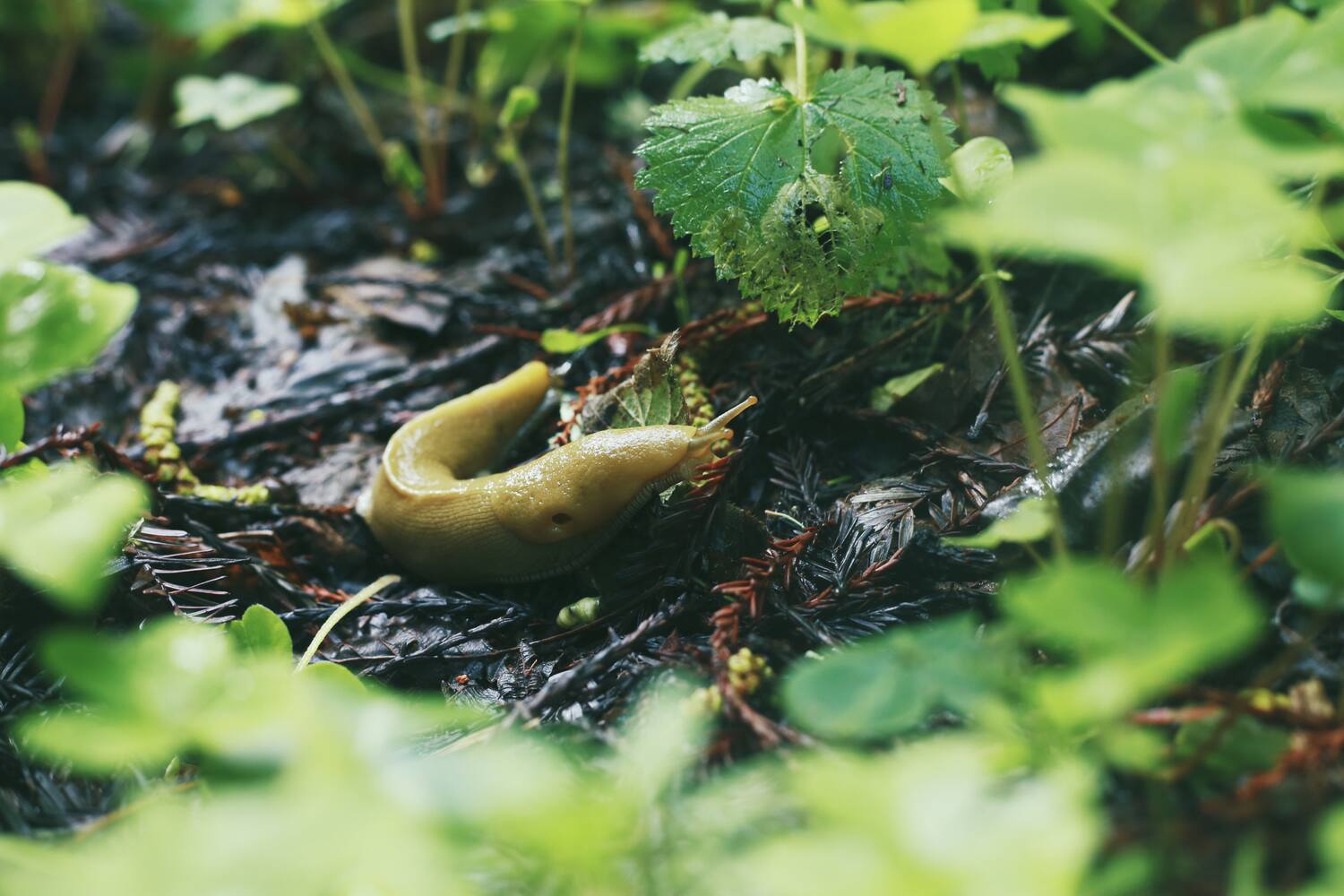 close up of banana slug in muir woods