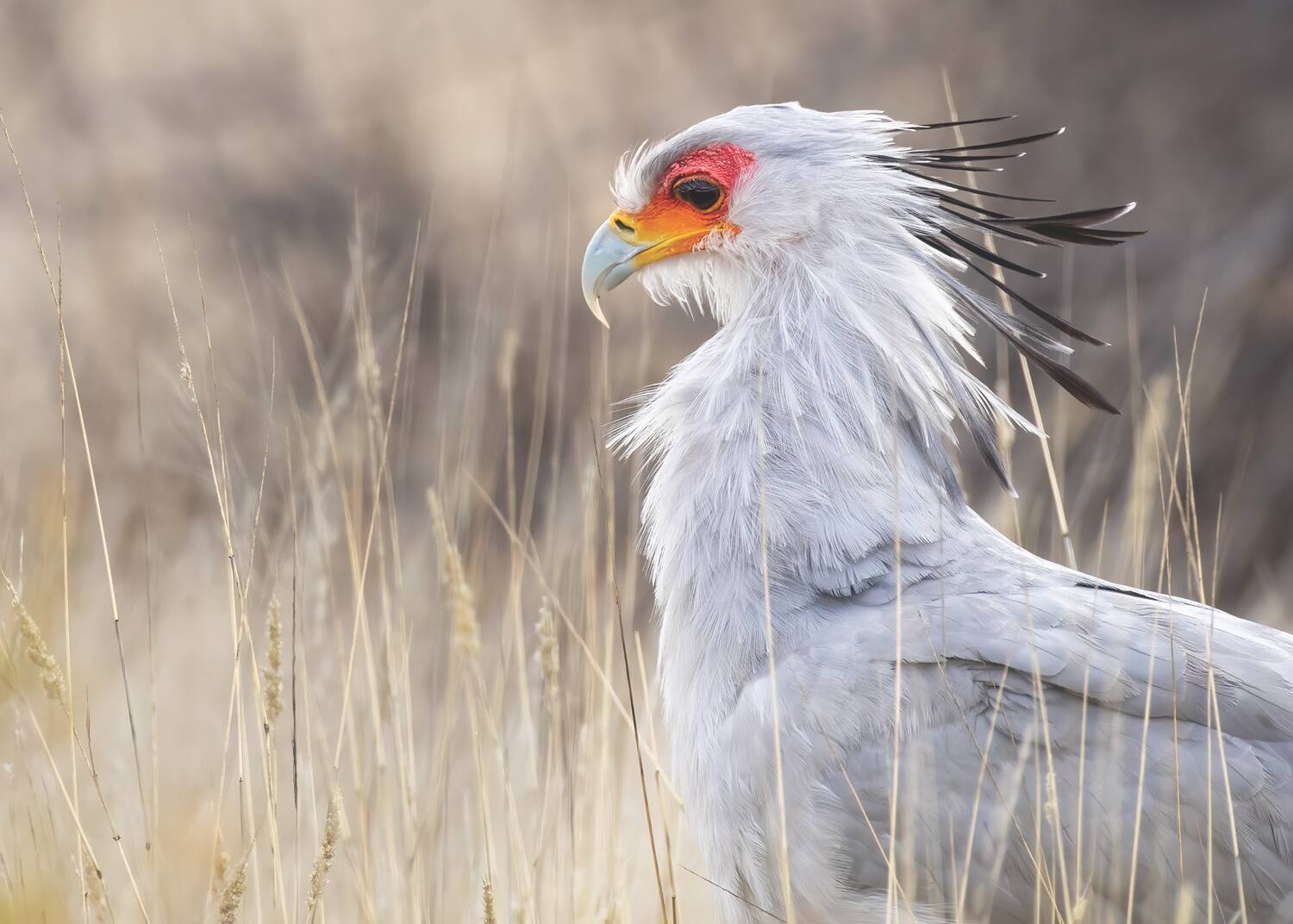 close up of white secretary bird in grasslands