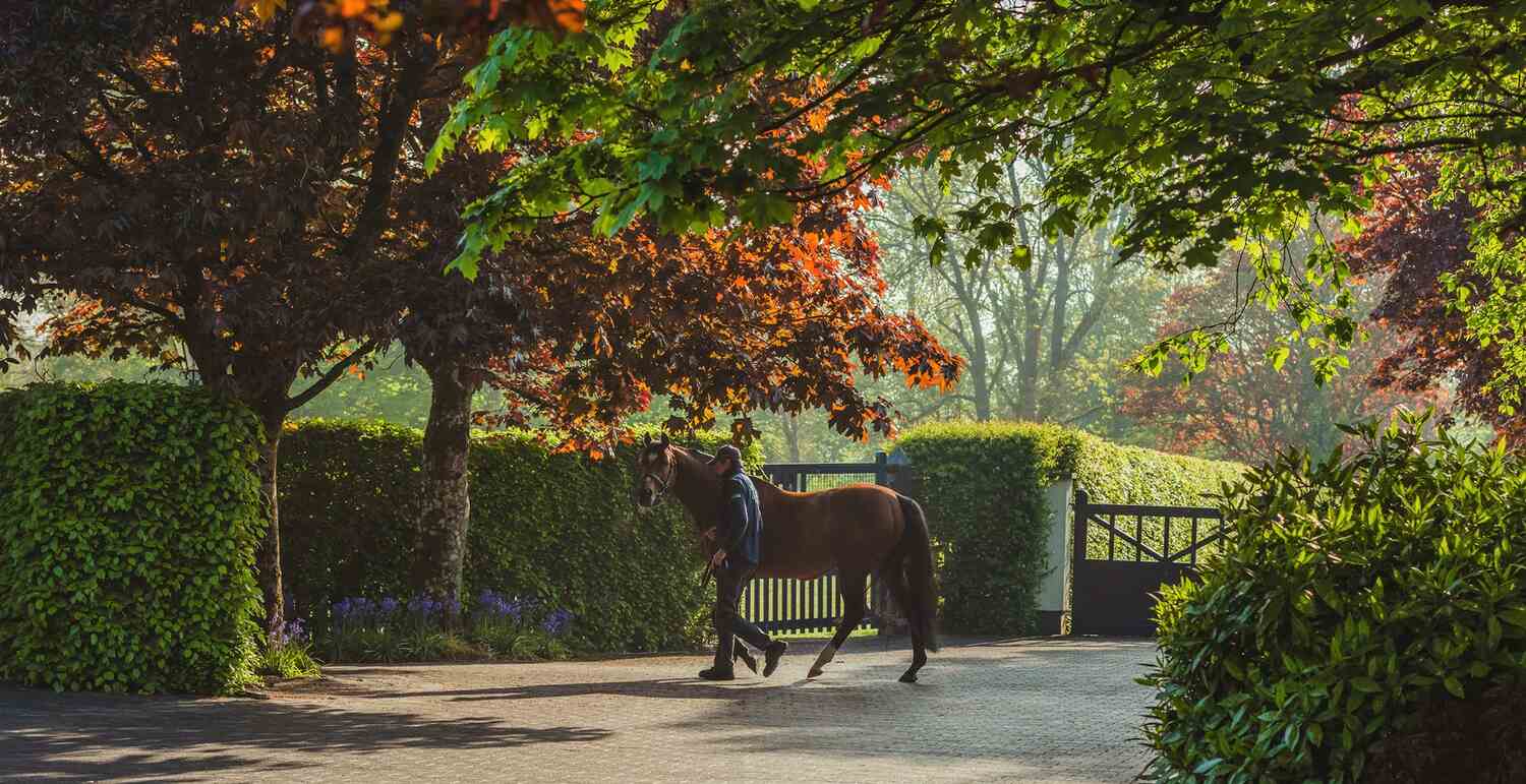 horse walking in cashel palace gardens
