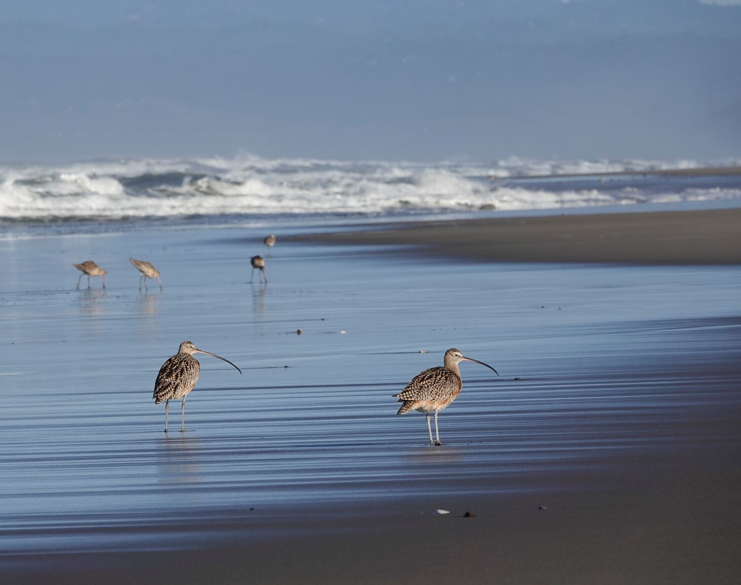 long billed curlews on the beach