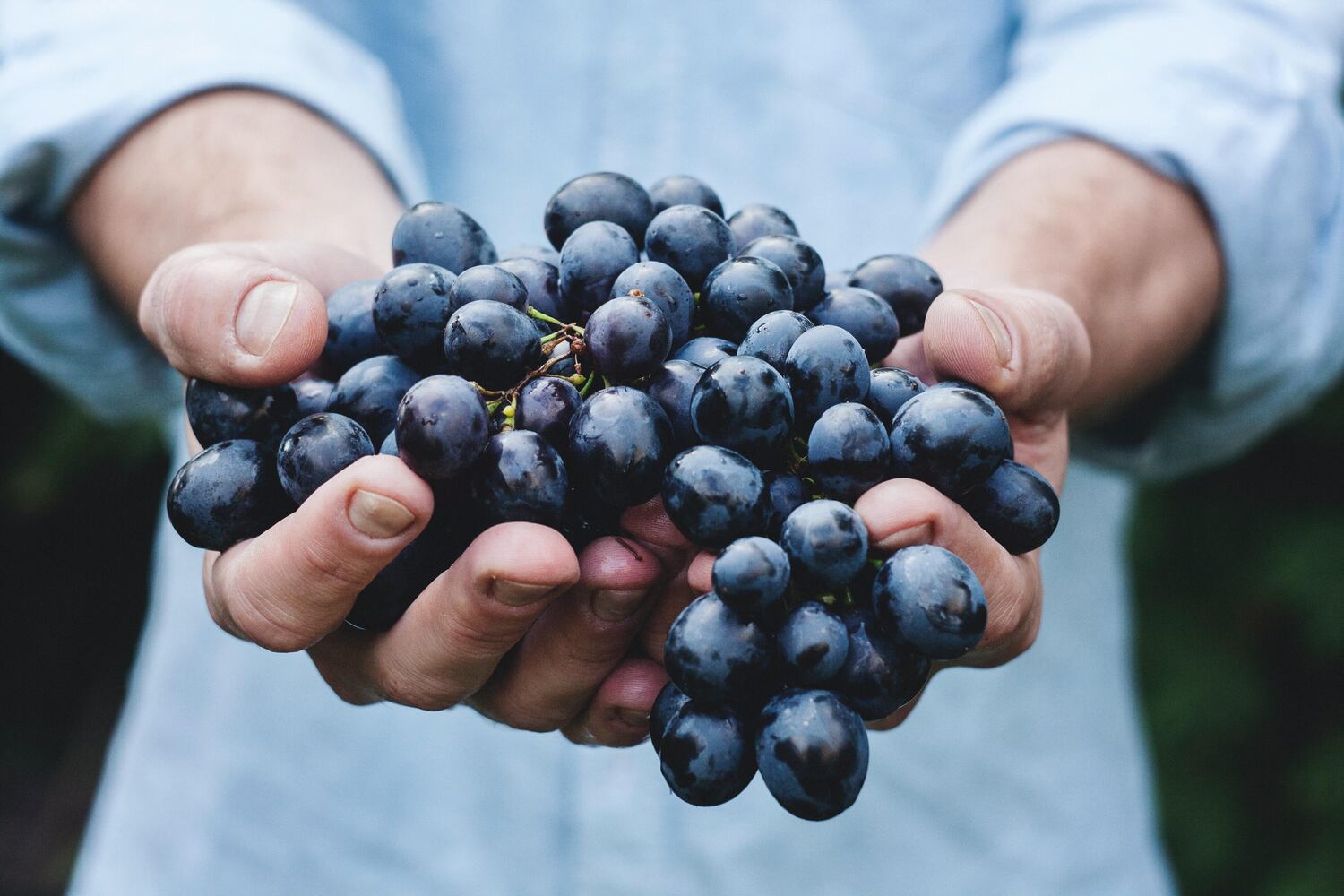 handful of dark wine grapes