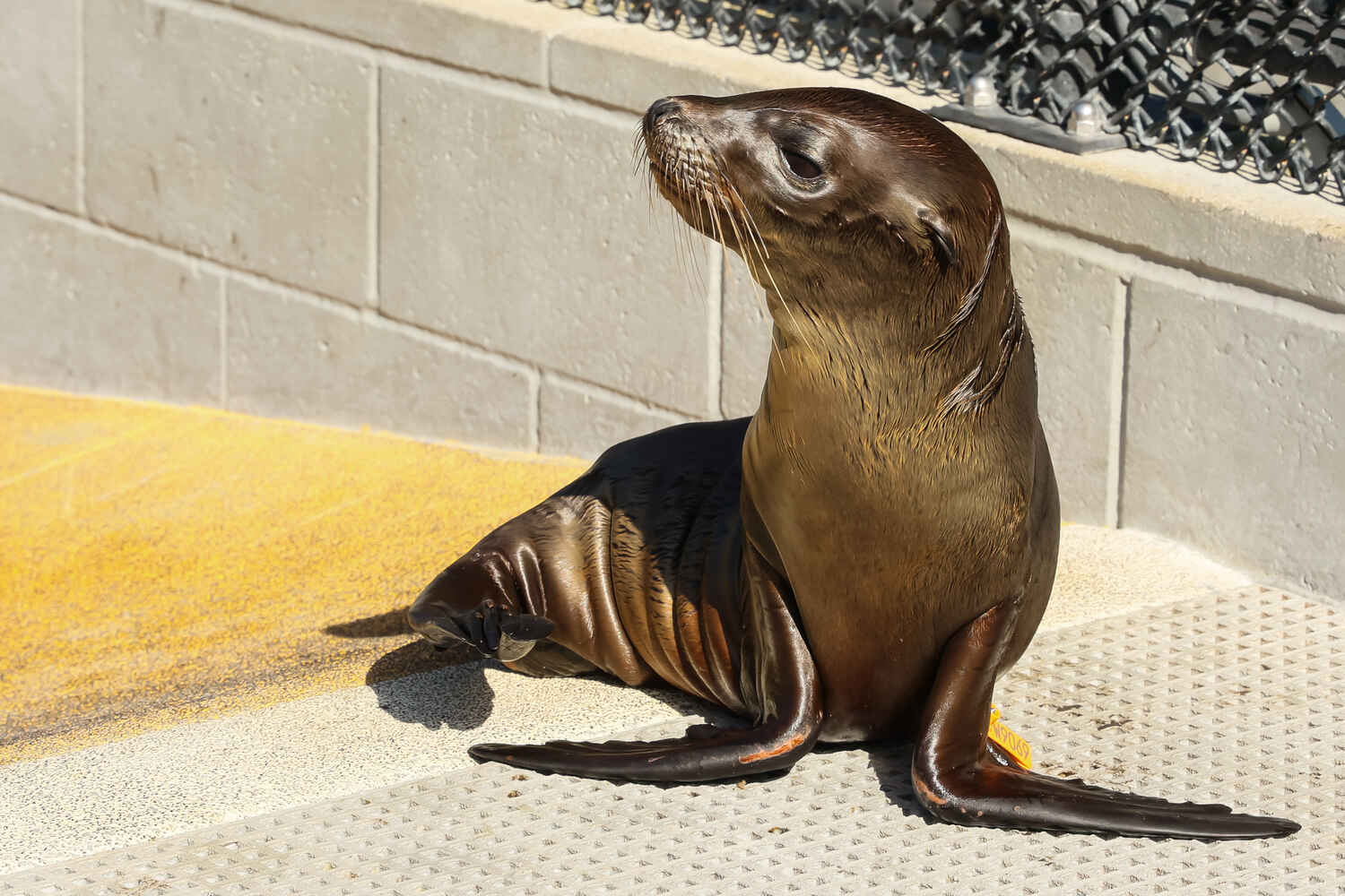 small sea lion at marine mammal center