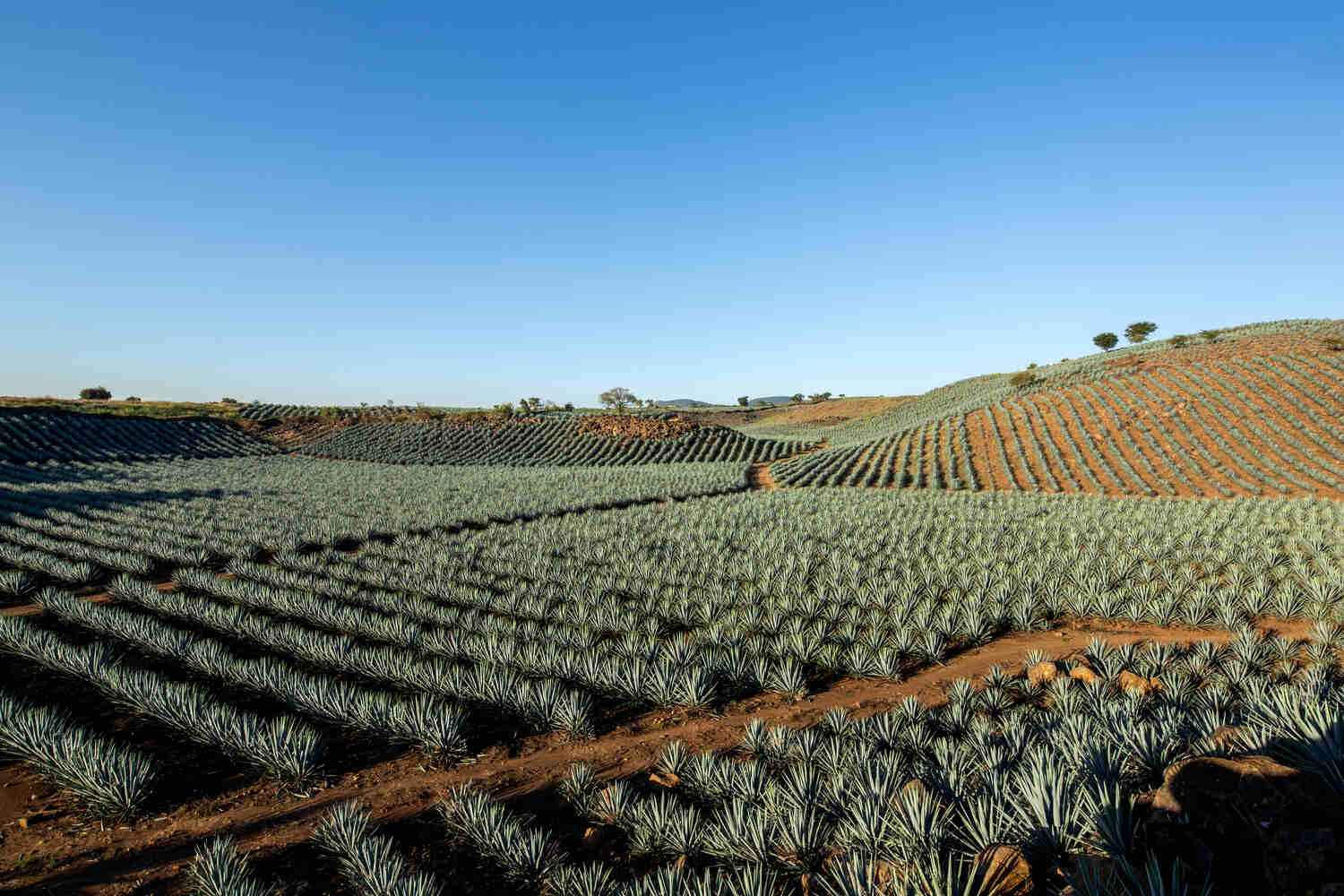 agave fields beneath blue sky