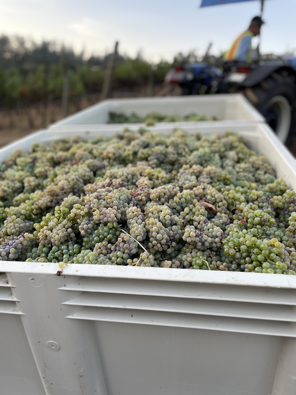 harvested wine grapes at Benziger Family Winery