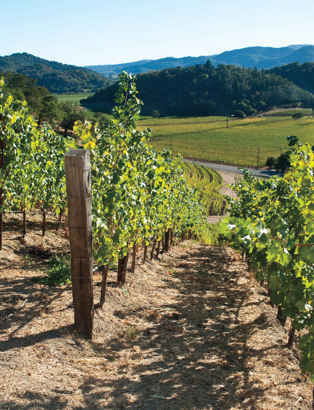 vineyards at Cliff Lede
