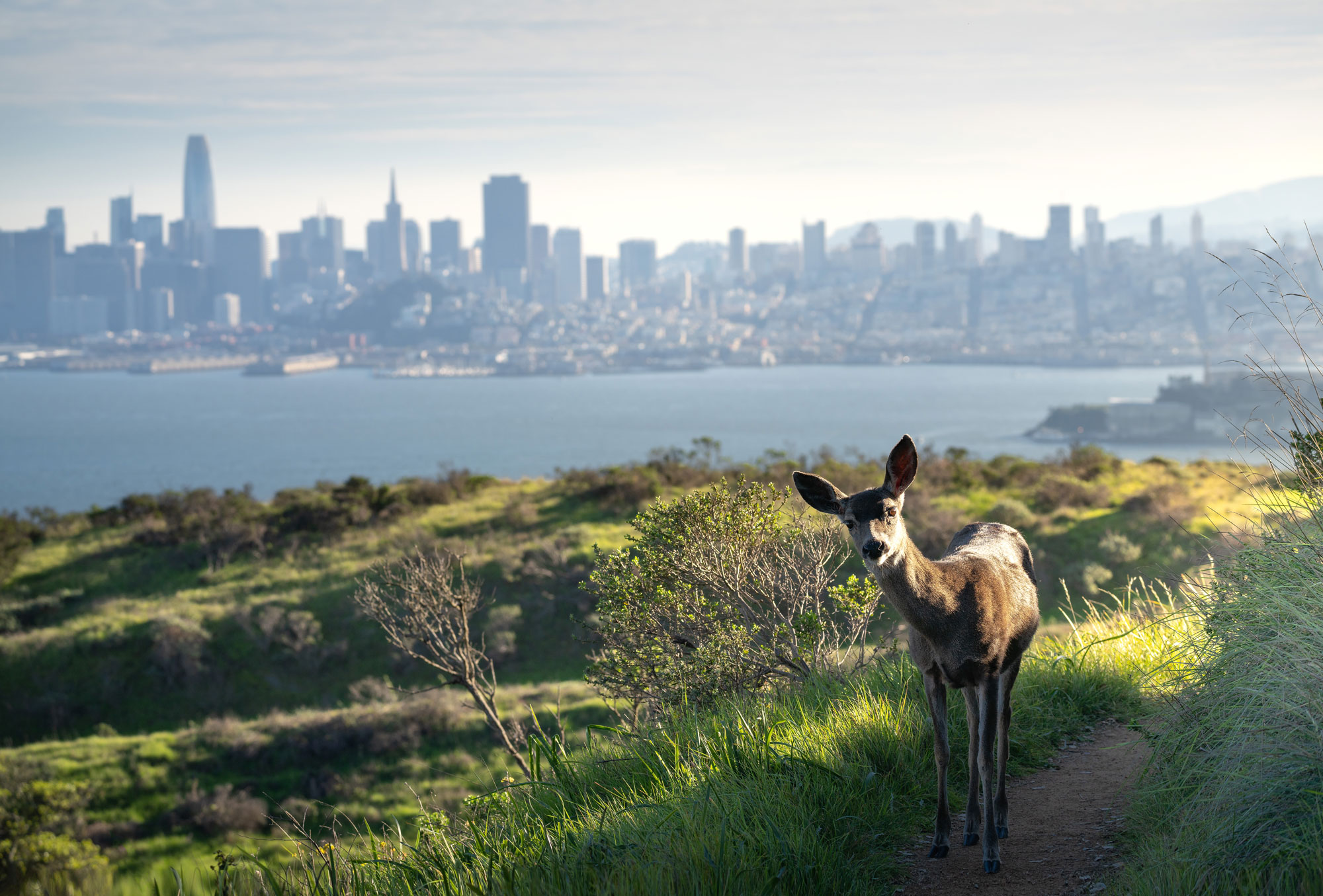 a deer on a path overlooking San Francisco