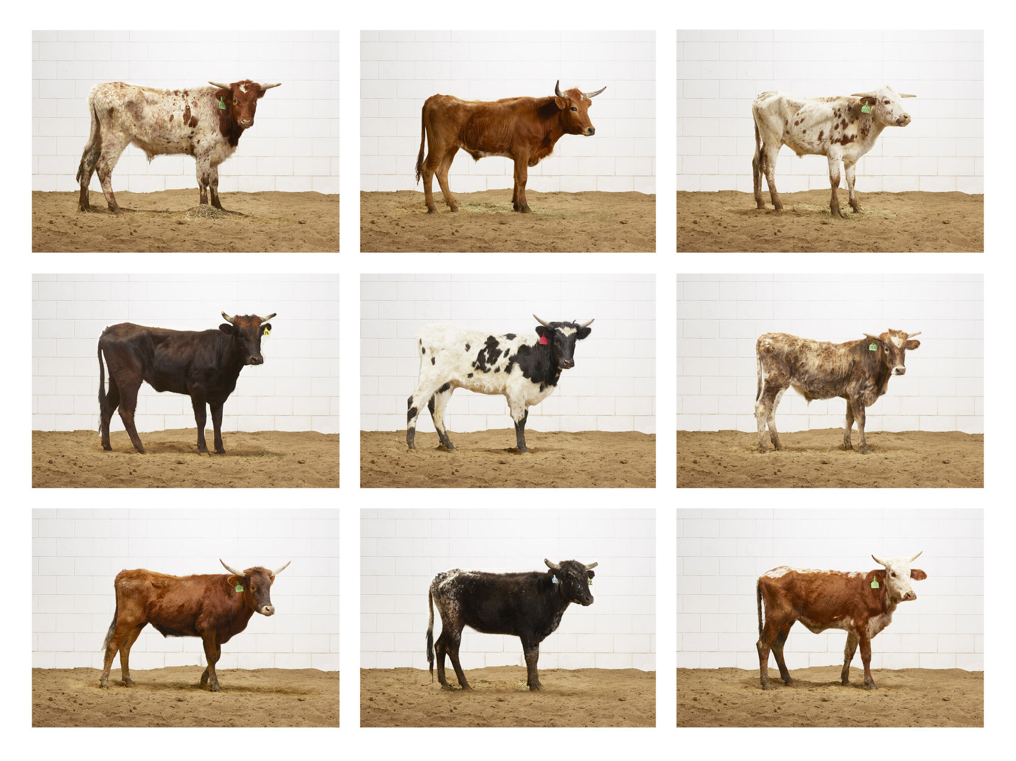 Dwight Eschliman's cattle potraits