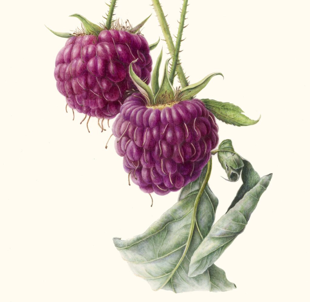 an illustration of raspberries