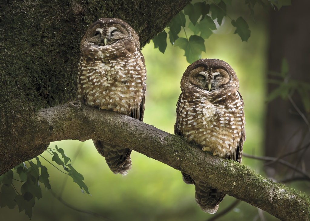 sleeping northern spotted owls