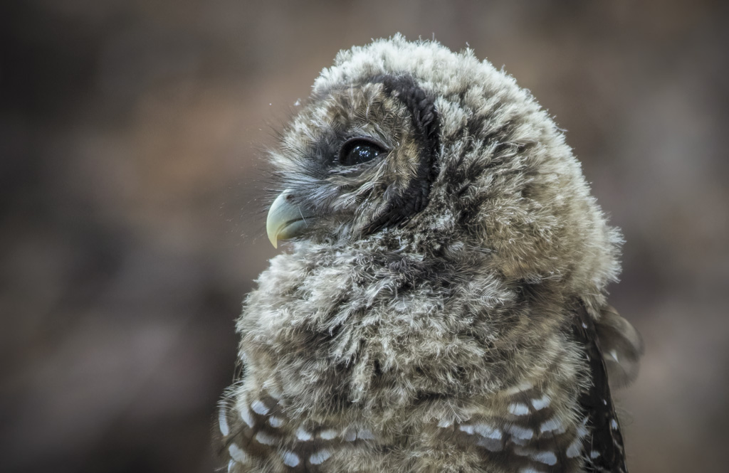 a northern spotted owl in profile