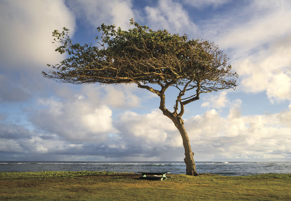 a tall tree in Hawaii