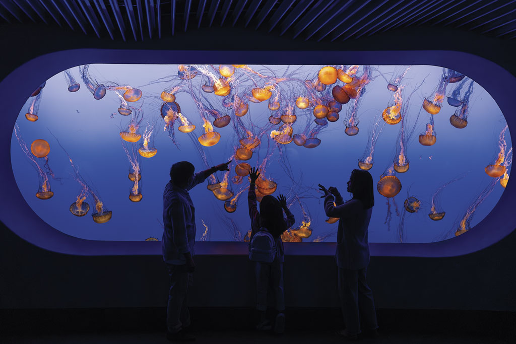 Monterey aquarium jellyfish 