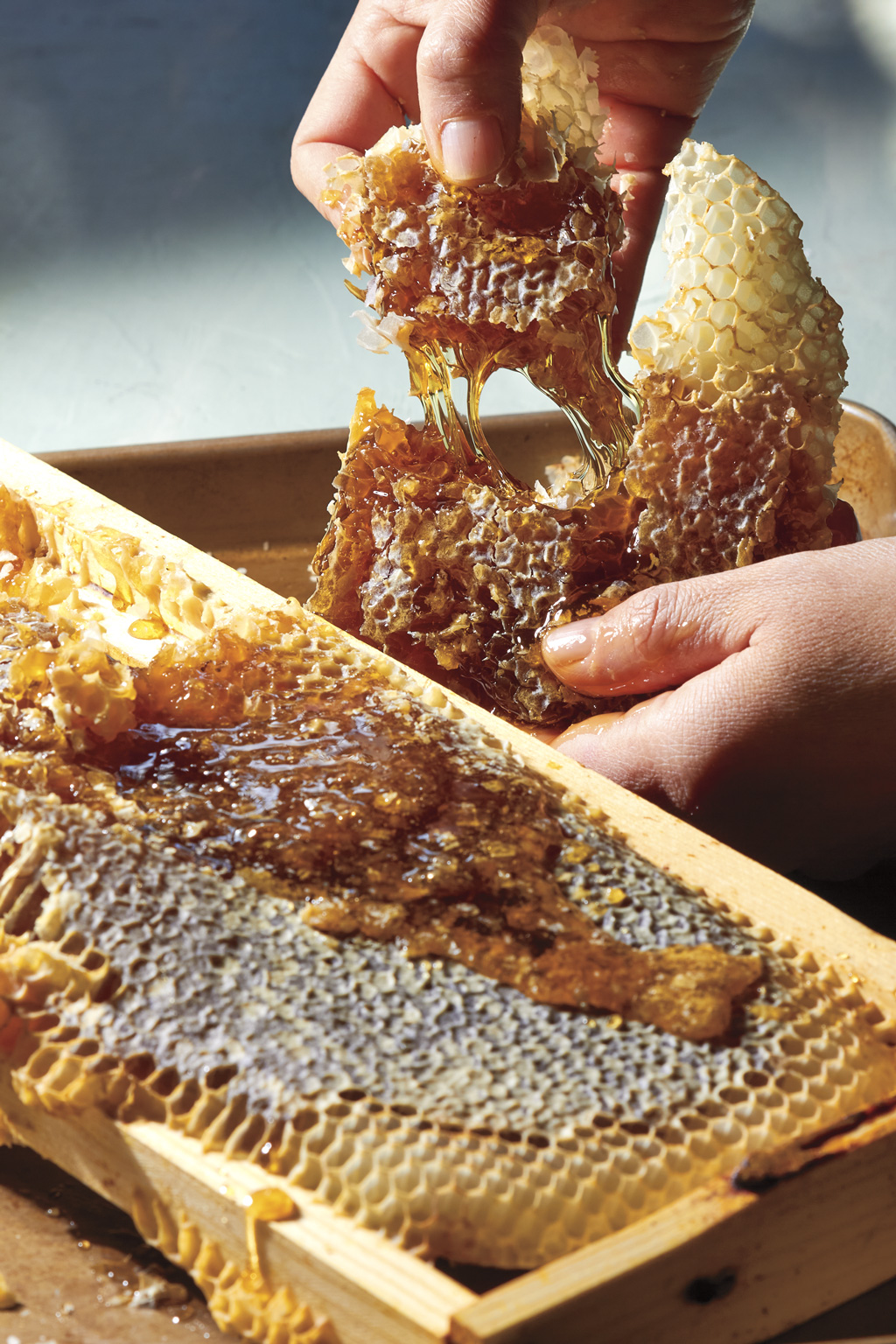 honeycomb being pulled out of a hive