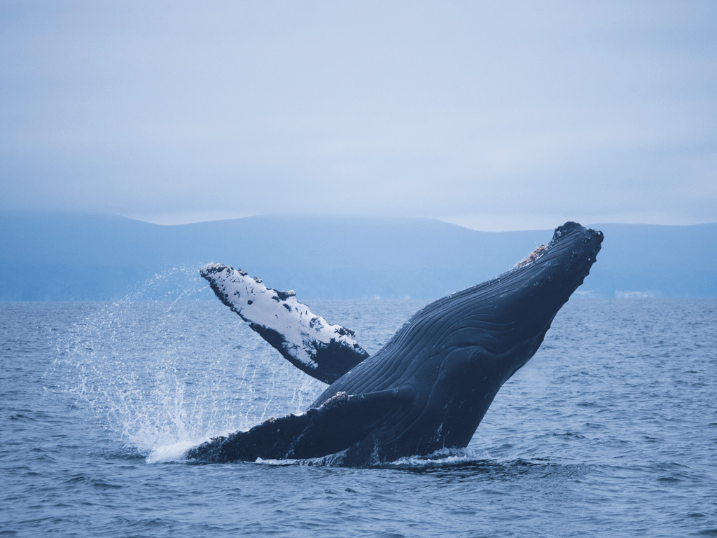 a whale breaches near Santa Barbara
