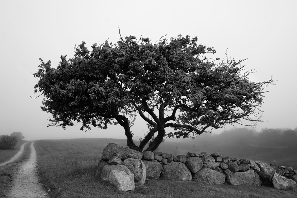 a black and white photo of a tree taken by Sarah Bird