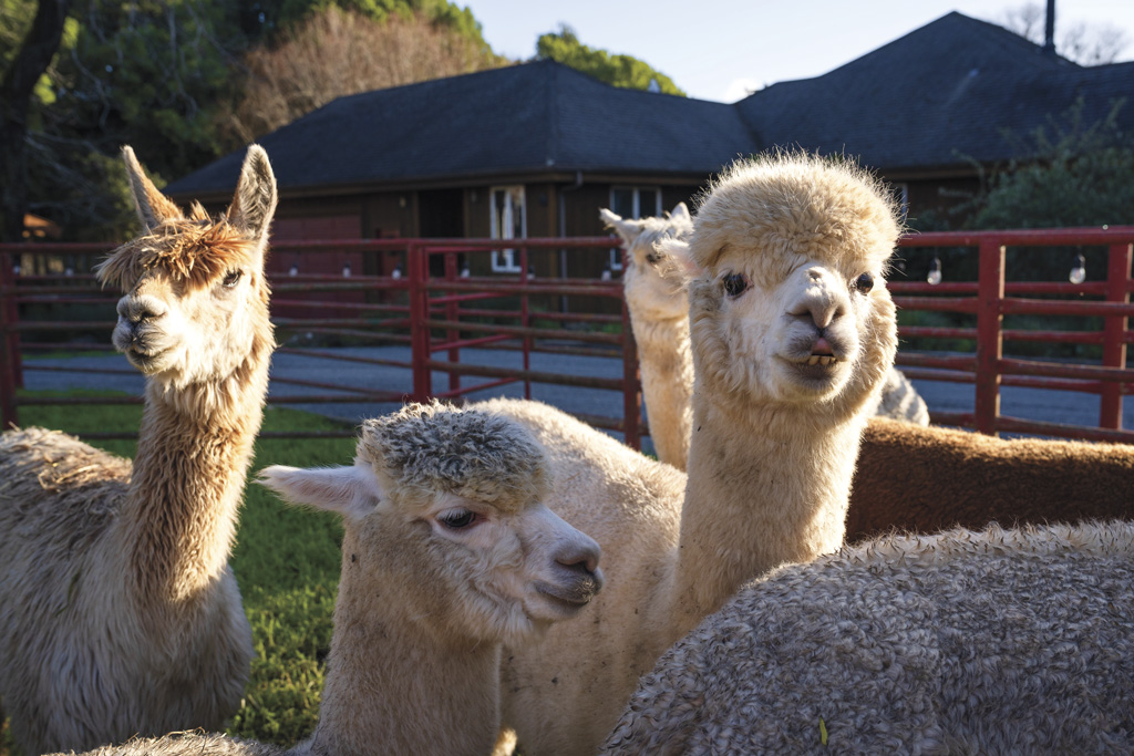 alpacas at Black Mountain Ranch