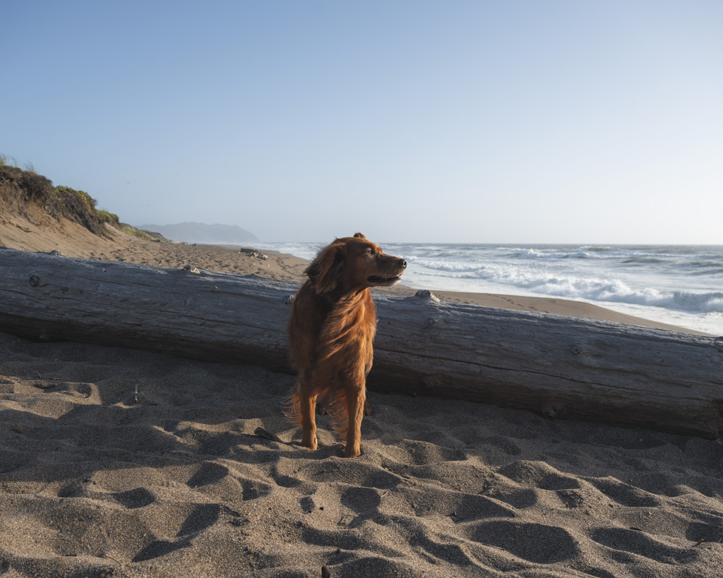 photographer's dog on the beach